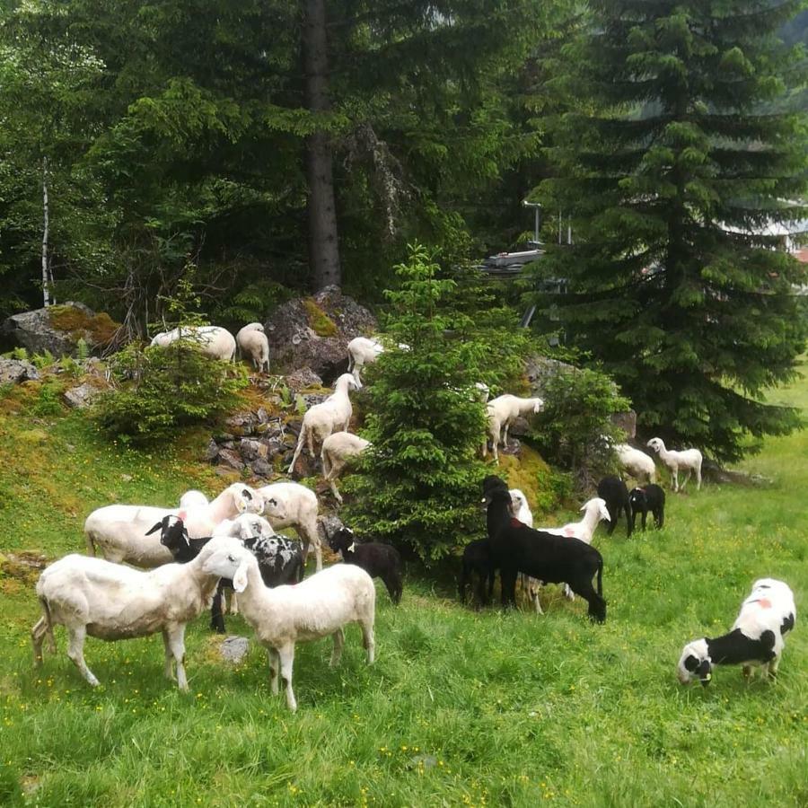 Hotel Haus Pechtl Sankt Leonhard im Pitztal Exteriér fotografie